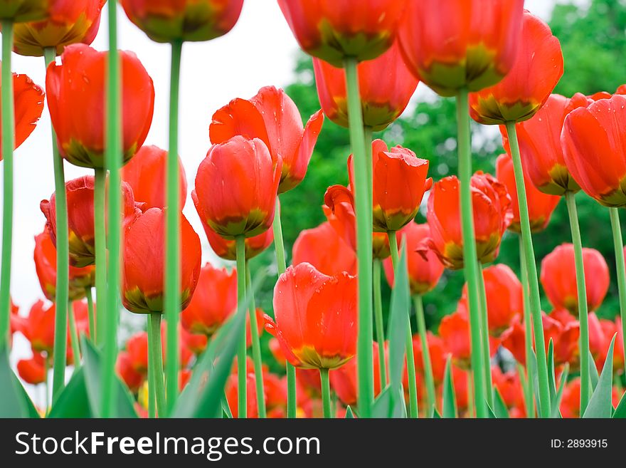 Red Tulips in spring garden