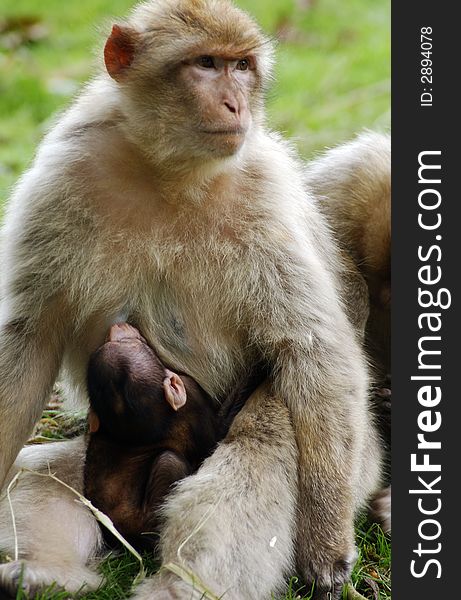 A baby monkey with its parent