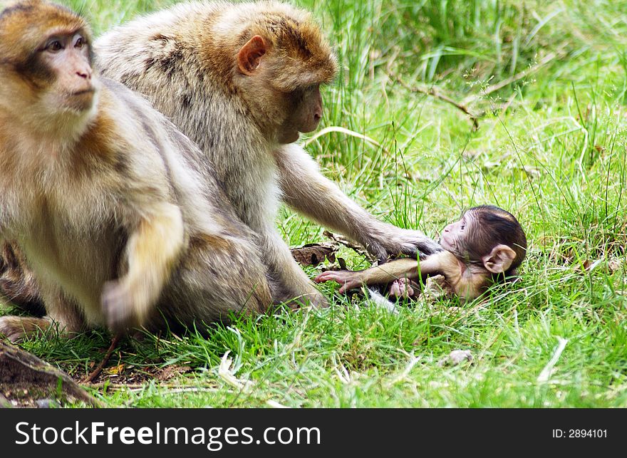 A baby Monkey with the parents playing