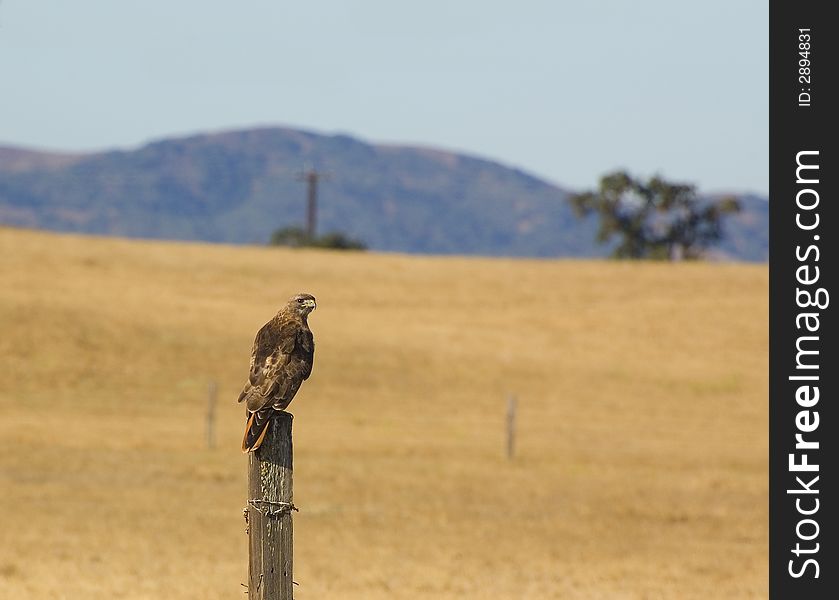 Red-tailed Hawk Perched on a Post. Red-tailed Hawk Perched on a Post