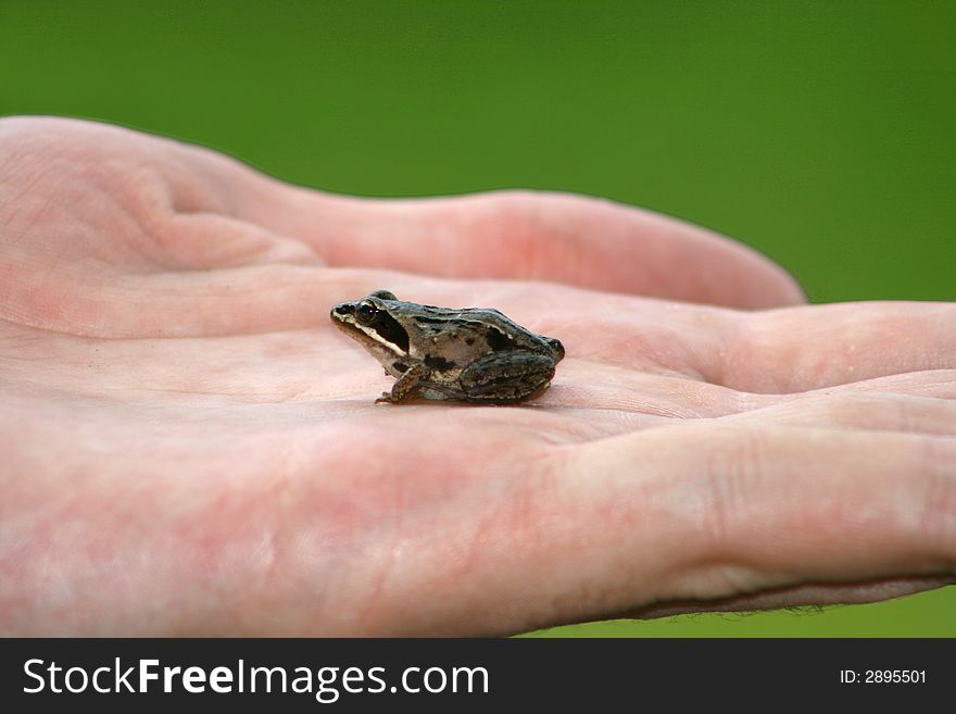 Small frog on a palm of the person. Small frog on a palm of the person.