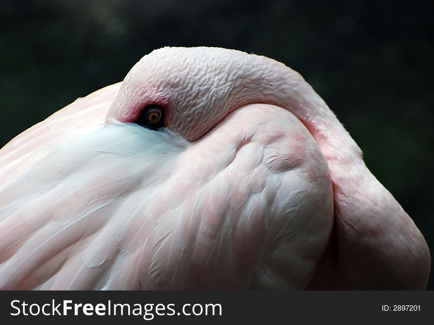 Pretty pink flamingo sleeping with it's head tucked away.