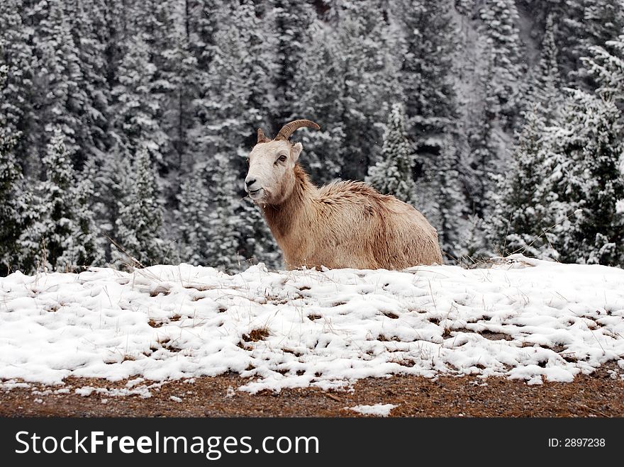 Long Horn Sheep eating at the edge of the road in Canada.