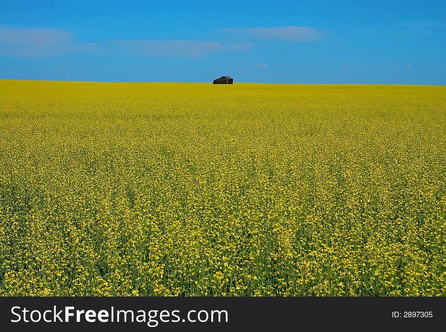 Canadian Canola field demonstrating the vastness of the prairie landscape
