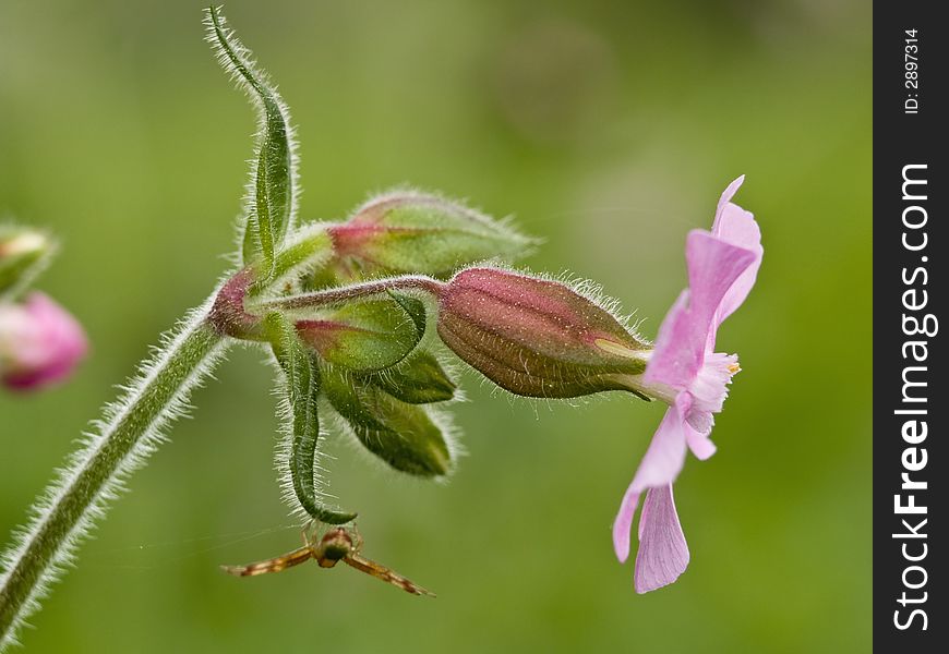 Red Campion, Silene Dioica