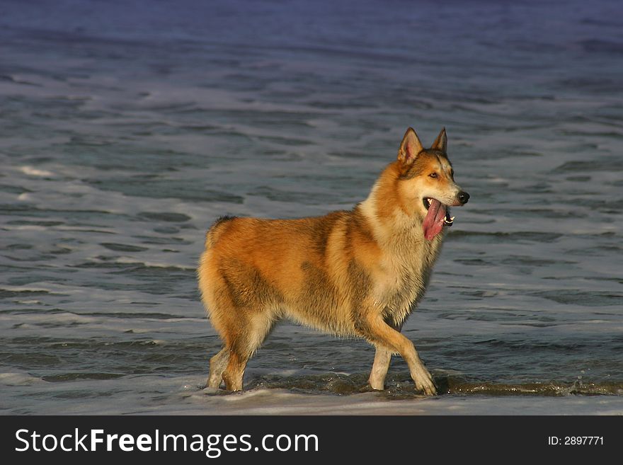 A dog walks on the beach in Costa Rica. A dog walks on the beach in Costa Rica.