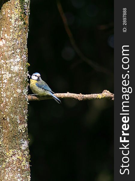 Photo of the Blue Tit (Cyanistes caeruleus) bird on a tree branch.