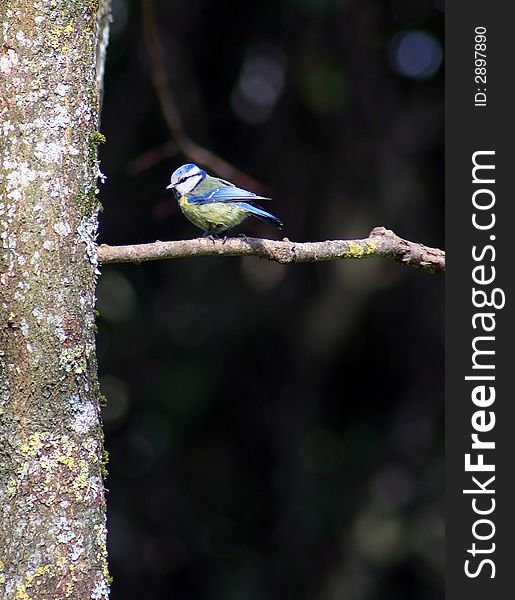 Photo of the Blue Tit (Cyanistes caeruleus) bird on a tree branch. Photo of the Blue Tit (Cyanistes caeruleus) bird on a tree branch.