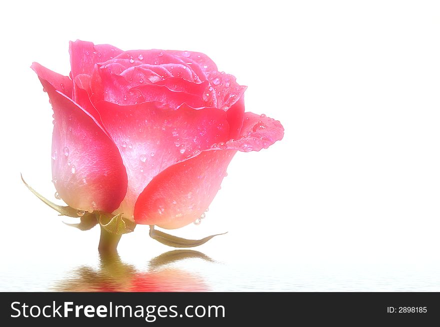 Close up of a pink and red rose with white background. Close up of a pink and red rose with white background