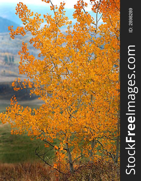 Golden autumn leaves with mountains in background. Golden autumn leaves with mountains in background