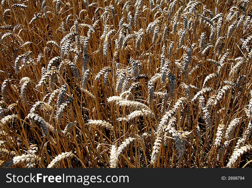 A Multidude of Ripening Golden Wheat under bright Summer Sunshine. A Multidude of Ripening Golden Wheat under bright Summer Sunshine