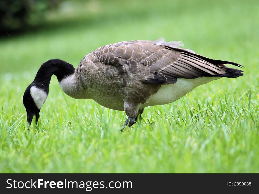 Goose In Grass