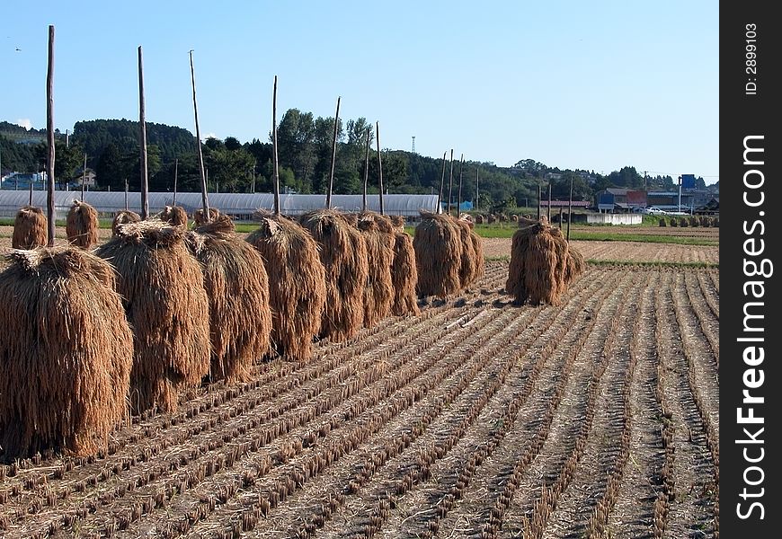 Autumn Rice Field