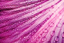 Purple Flower Petals With Raindrops Royalty Free Stock Images Purple Flower Petals With Raindrops Royalty Free Stock Images