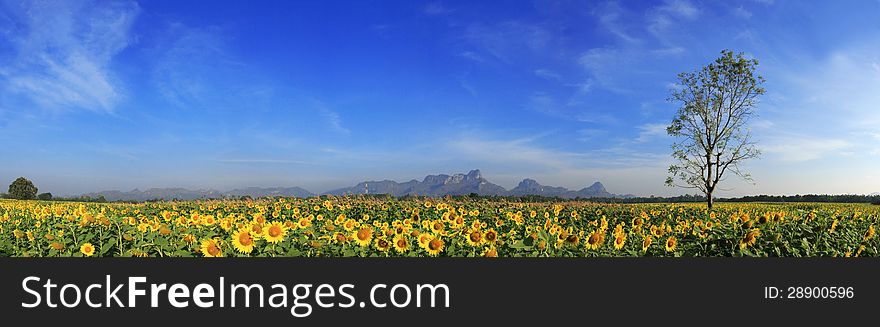 Sunflowers Field With Blue Sky, Thailand