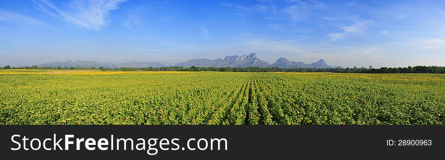 Sunflowers Field With Blue Sky, Thailand