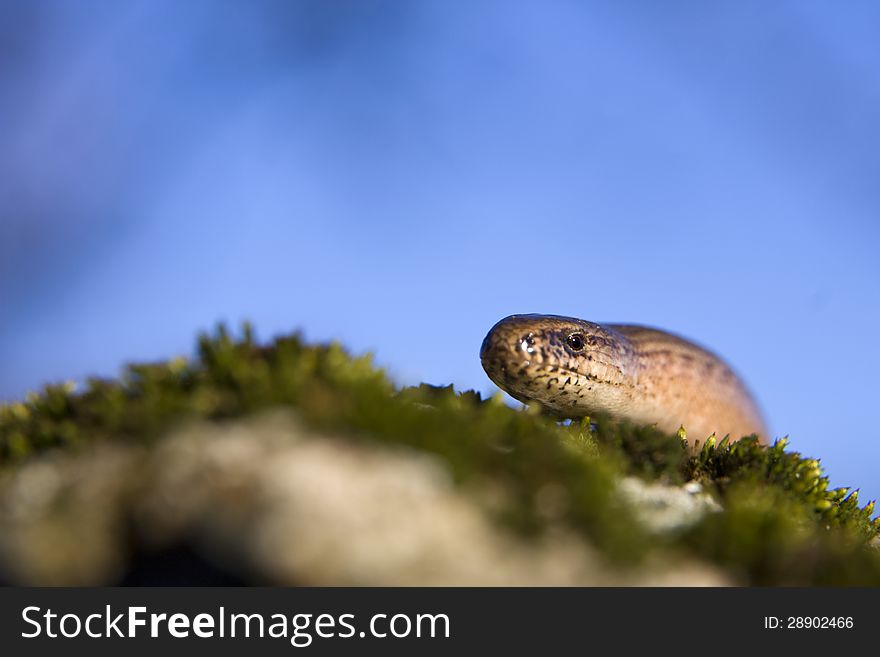 Slow worm detail on moss, slow on a blue background. Slow worm detail on moss, slow on a blue background