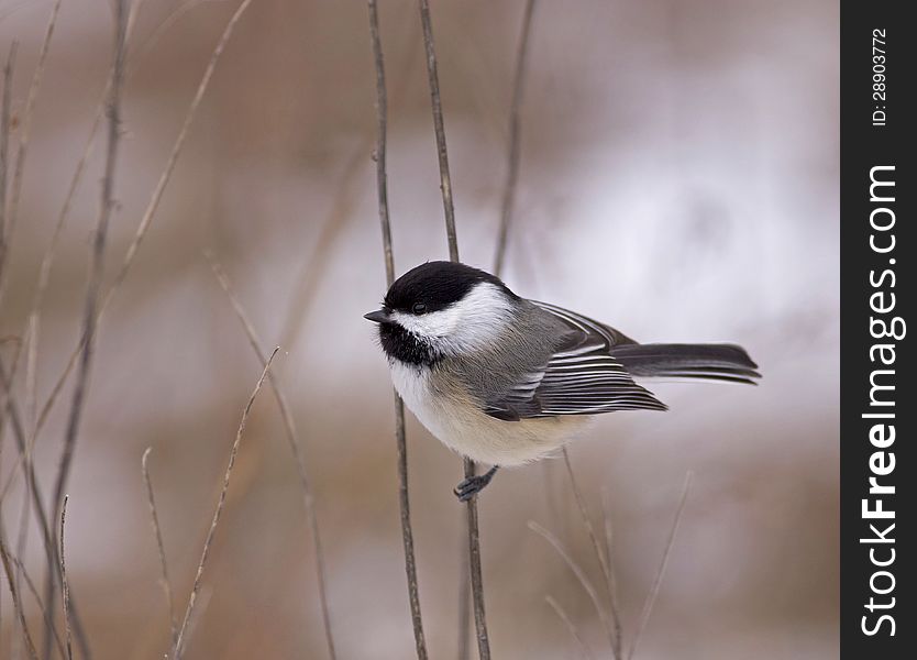 A cute little Black-capped Chickadee (Poecile atricapillus) perched on a twig on Amherst Island in Lake Ontario.