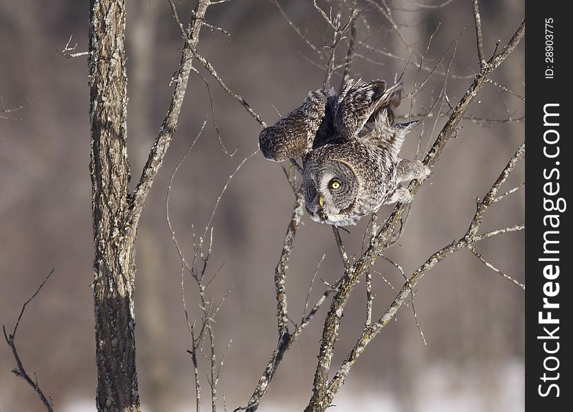 An incredible Great Gray Owl (Strix nebulosa) taking off from a branch in Ottawa, Canada.