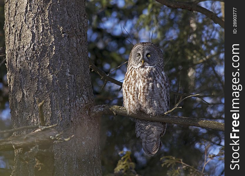 An incredible Great Gray Owl (Strix nebulosa) perched on a branch in Ottawa, Canada.