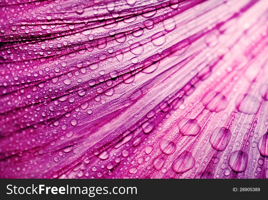 Purple flower petals with raindrops, macro