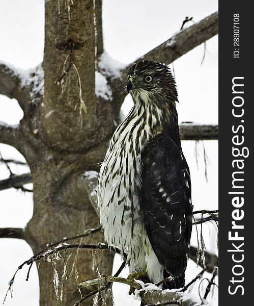 A Sharp-Shinned Hawk (accipiter striatus) is sitting in an ash tree during a snowstorm. The hawk is looking toward the left. A Sharp-Shinned Hawk (accipiter striatus) is sitting in an ash tree during a snowstorm. The hawk is looking toward the left.
