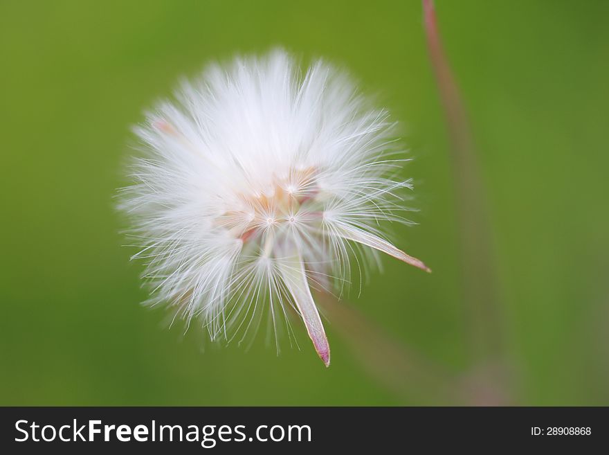 Lucky Dandelion