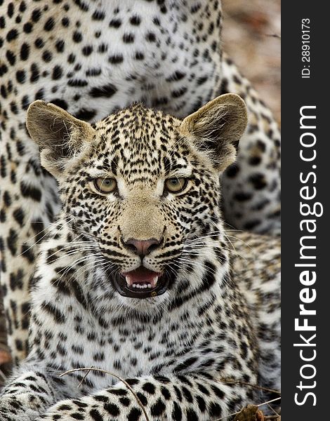 Leopard cub framed by mother