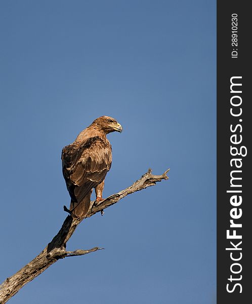 Tawny Eagle perched on dead branch against blue sky background. Tawny Eagle perched on dead branch against blue sky background