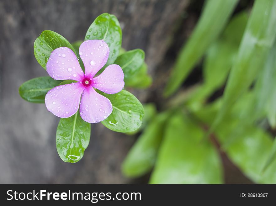 Madagascar periwinkle flower after rain drop