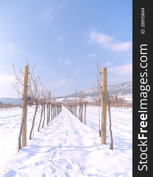 A vineyard in Lower Austria in the Winter time. The photo was taken in PfaffstÃ¤tten, Lower Austria. A vineyard in Lower Austria in the Winter time. The photo was taken in PfaffstÃ¤tten, Lower Austria.