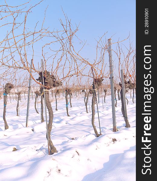 A vineyard in Lower Austria in the Winter time. The photo was taken in PfaffstÃ¤tten, Lower Austria. A vineyard in Lower Austria in the Winter time. The photo was taken in PfaffstÃ¤tten, Lower Austria.