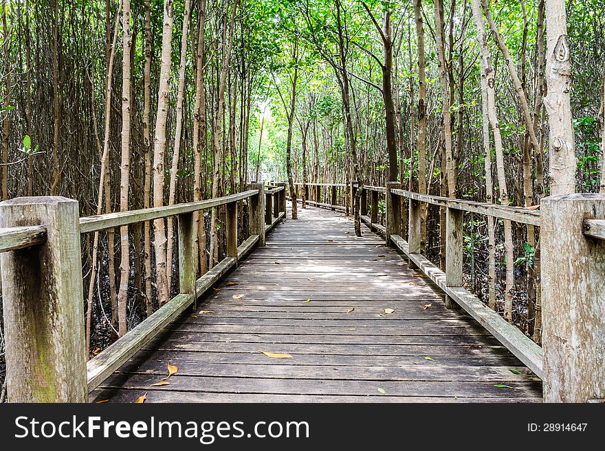 A Wooden Bridge On Mangrove Forest