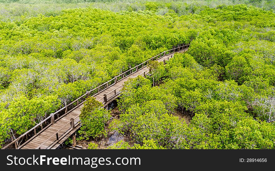 A wooden bridge on mangrove forest, Thailand