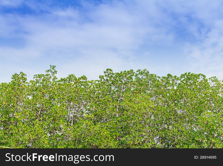 Trees and sky in nature background
