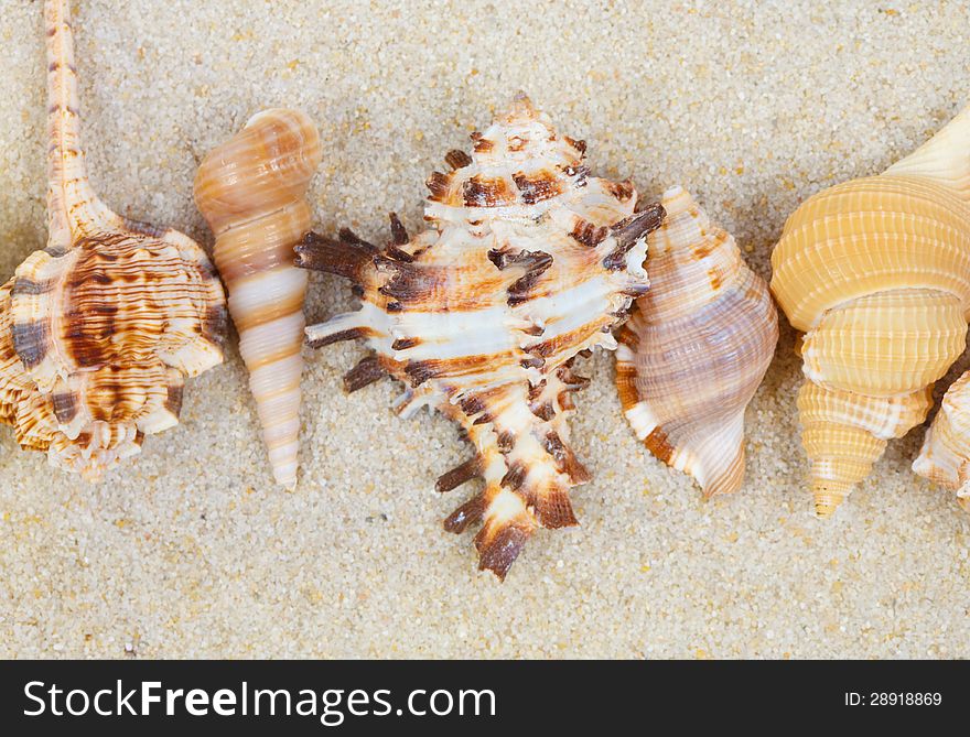 Sea Shells With Sand As Background