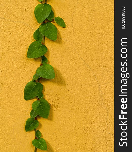 Green creeper plant on color wall. Green creeper plant on color wall