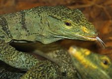 Lizard Stock Photos Lizard Stock Photos