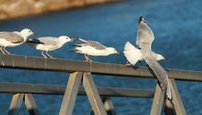 Seagulls About To Fly Royalty Free Stock Photo Seagulls About To Fly Royalty Free Stock Photo