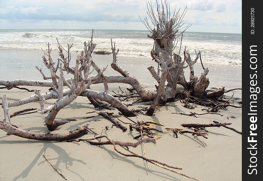 Dead tree on a beach