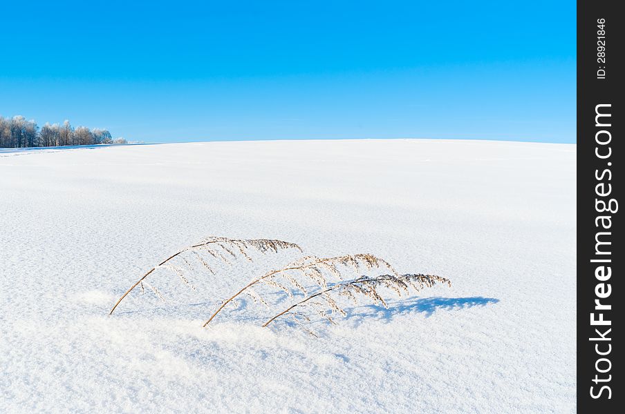 Dry grass in heavy snow. Dry grass in heavy snow