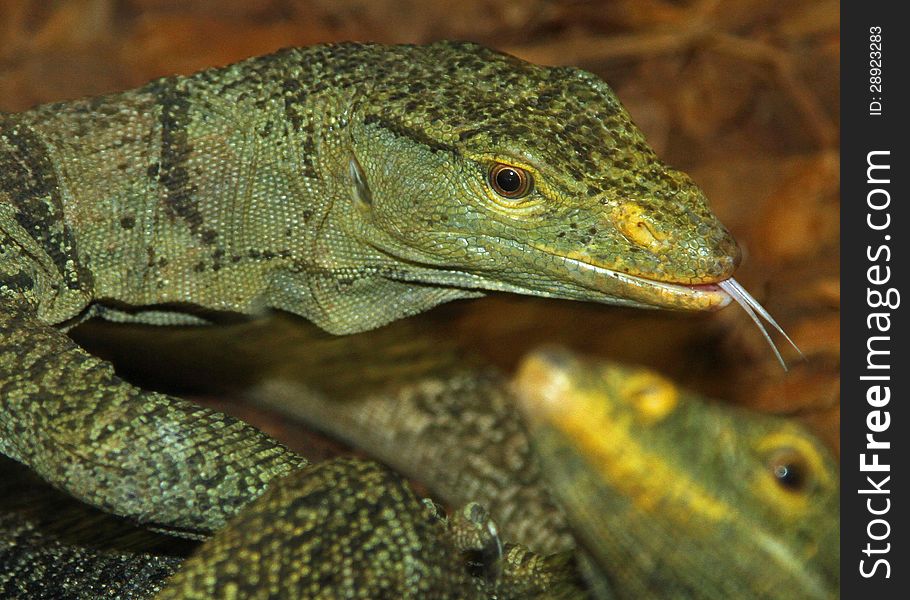 Evil Looking Monitor Lizard With Forked Tongue