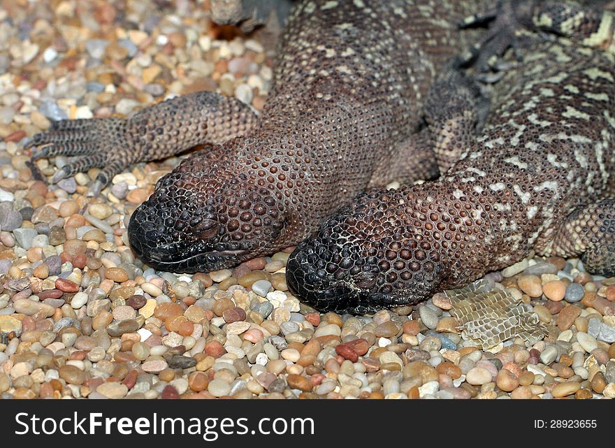 Two Spotted Gila Monster Lizards Laying In Sun. Two Spotted Gila Monster Lizards Laying In Sun