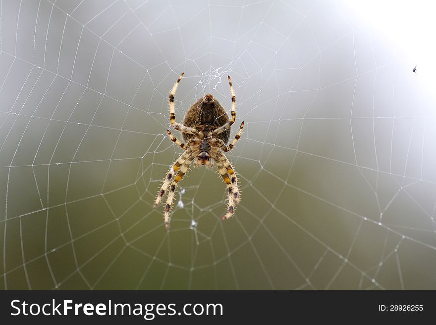 An European garden spider on its web. An European garden spider on its web