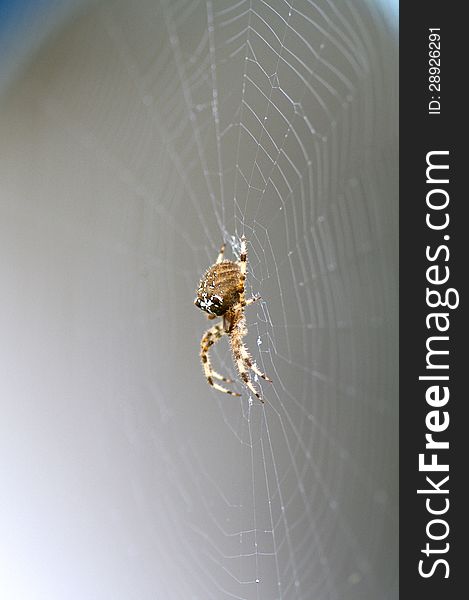 A female European garden spider on its web. A female European garden spider on its web