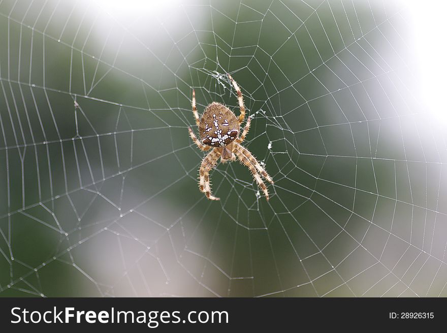 A female European garden spider on its web. A female European garden spider on its web