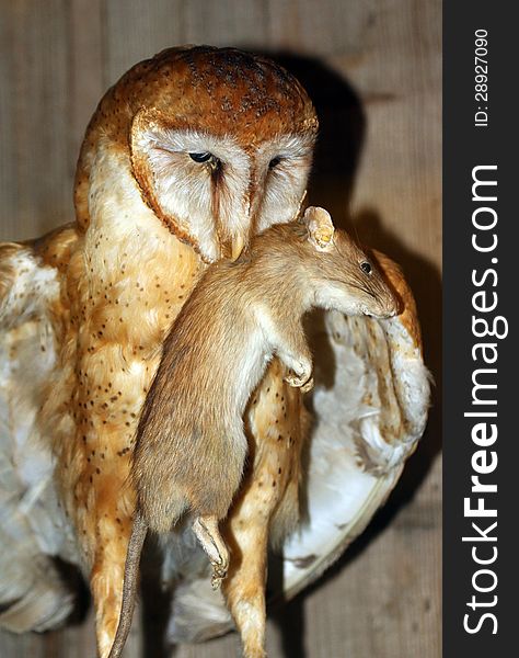 Barn Owl Dinner