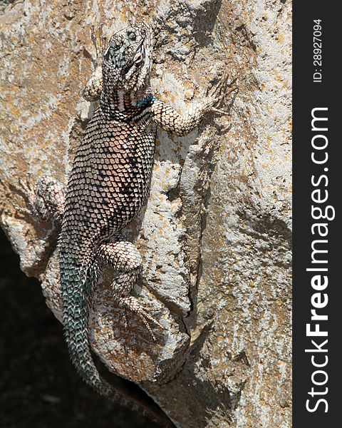 Textured Lizard Clinging To Vertical Rock