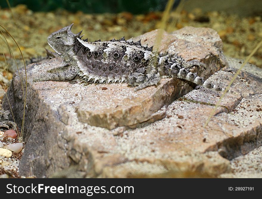 Great Horned Lizard Posing On Rock In Desert