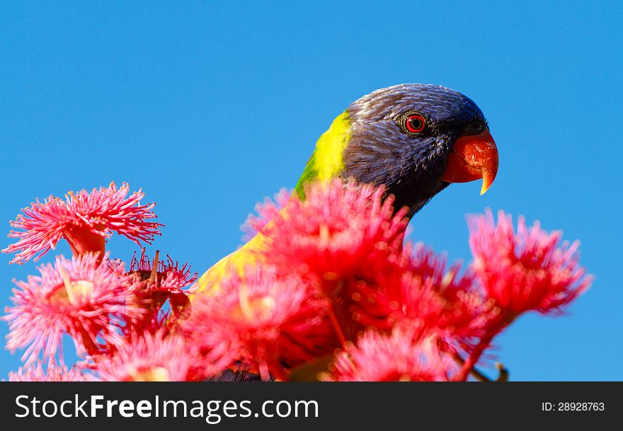 Rainbow Lorikeet